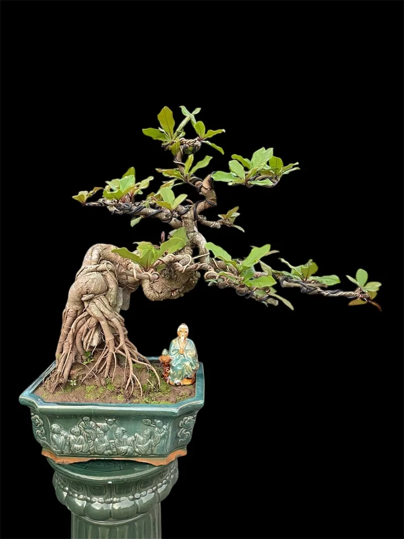 Cây lộc vừng phong thủy may mắn