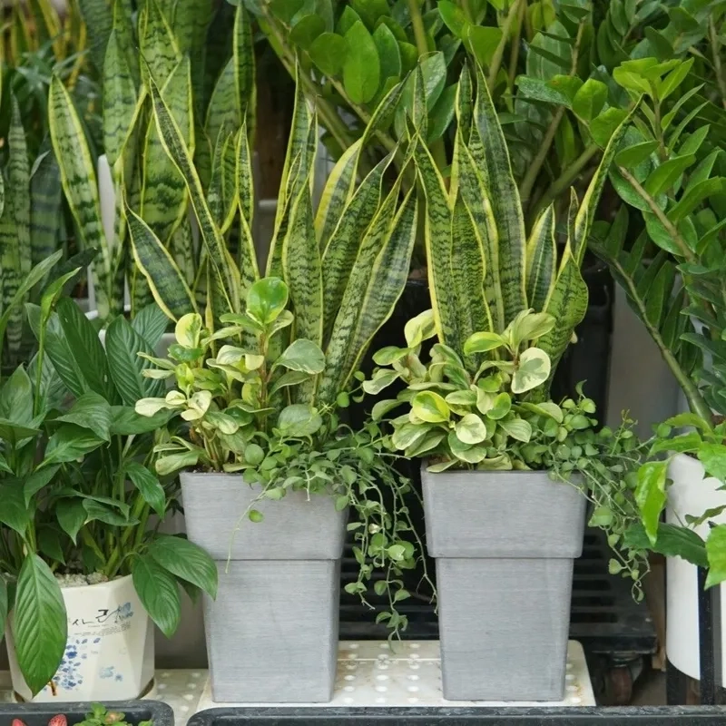 Vẻ đẹp hiếm gặp của Cây Lưỡi Hổ hoa lưỡi hổ tinh tế