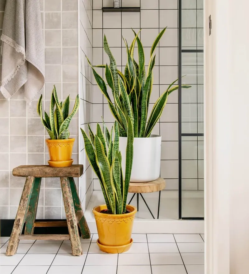 Góc sống xanh ấn tượng với Cây Lưỡi Hổ cây cảnh lưỡi hổ