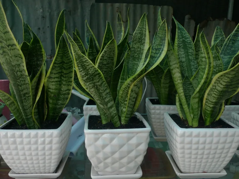 Nét lạ mắt từ Cây Lưỡi Hổ cây hoa lưỡi hổ thanh nhã