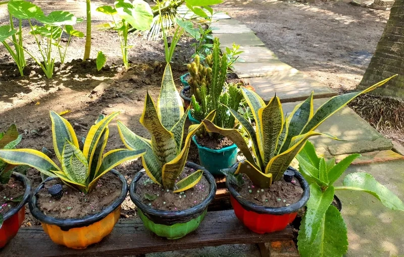 Bàn làm việc nổi bật với Cây Lưỡi Hổ cây lưỡi hổ để bàn