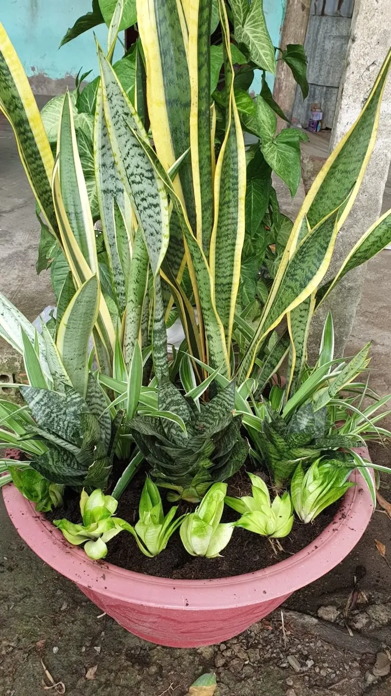 Tạo cảm hứng làm việc với Cây Lưỡi Hổ cây lưỡi hổ văn phòng