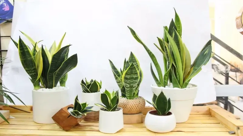 Phong cách hiện đại với Cây Lưỡi Hổ cây lưỡi hổ nội thất