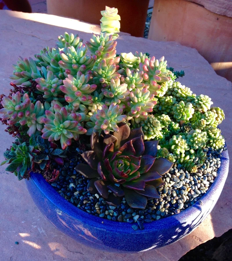 Khám phá ảnh cây mọng nước sống động và chân thực