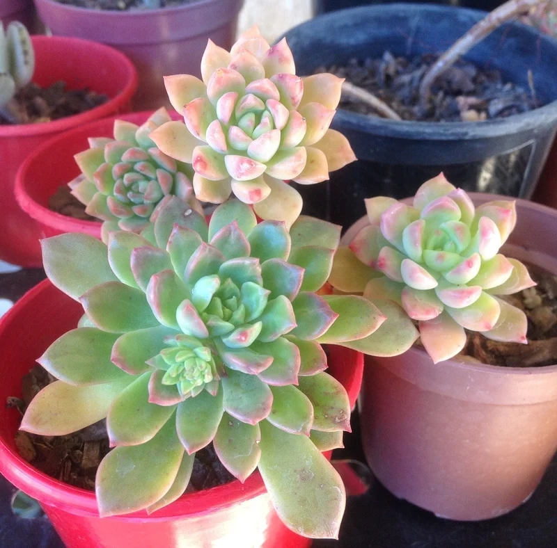 Chăm sóc dễ dàng với cây mọng nước dễ chăm