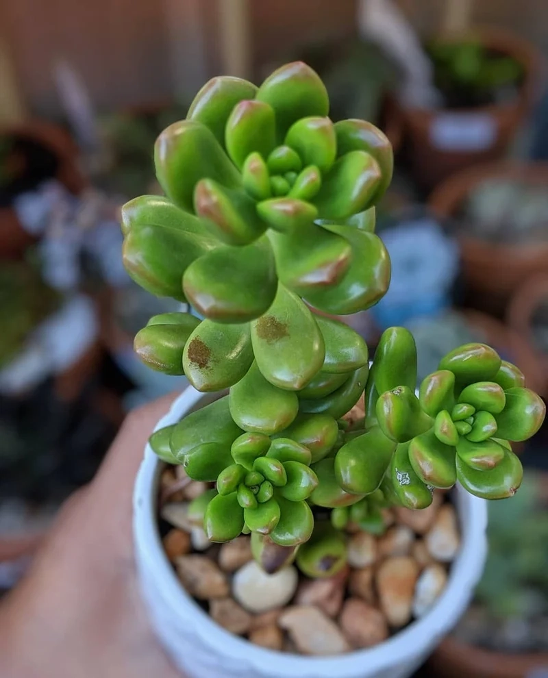 Trồng dễ dàng với cây mọng nước dễ trồng cho bàn làm việc