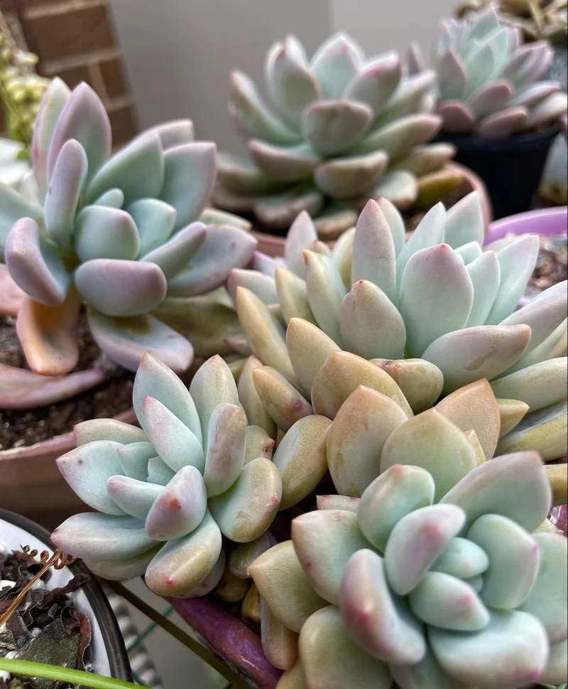 Không gian xanh thêm sống động với cây mọng nước ngoài trời