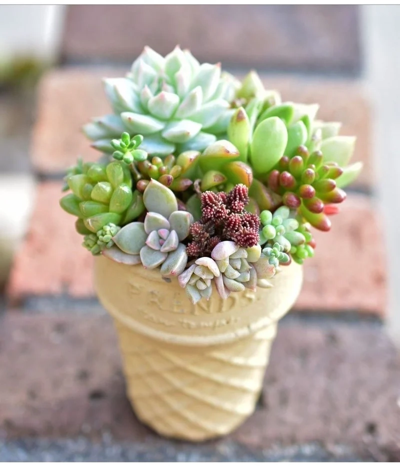 Mang may mắn vào nhà với cây mọng nước phong thủy