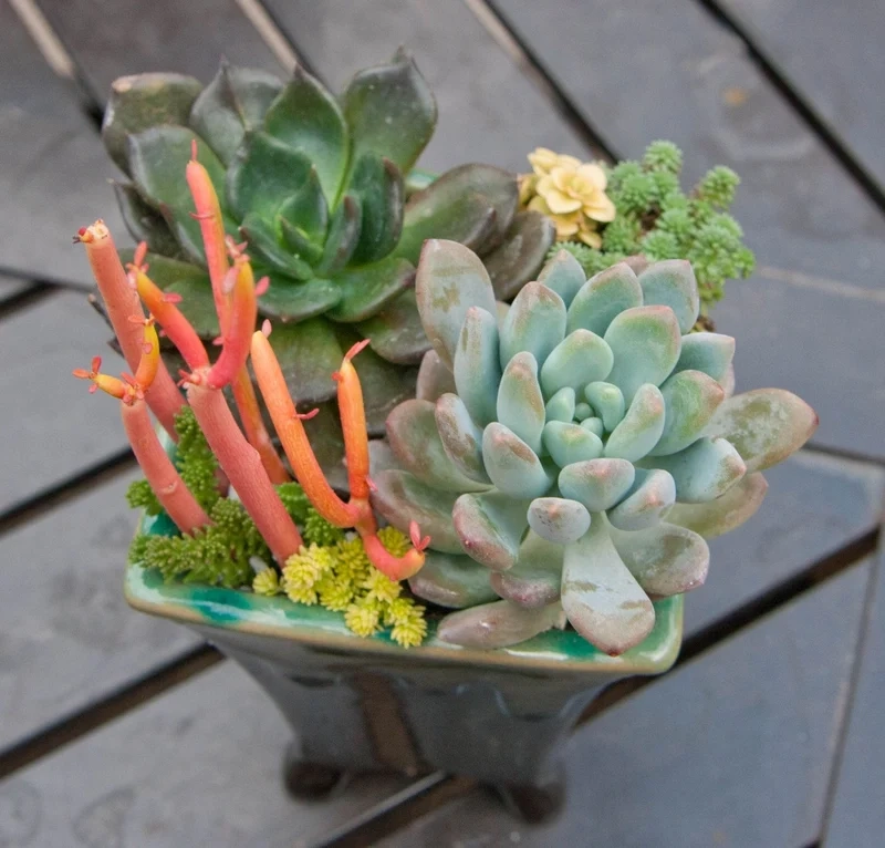 Khám phá bộ sưu tập cây mọng nước nhiều loại độc đáo