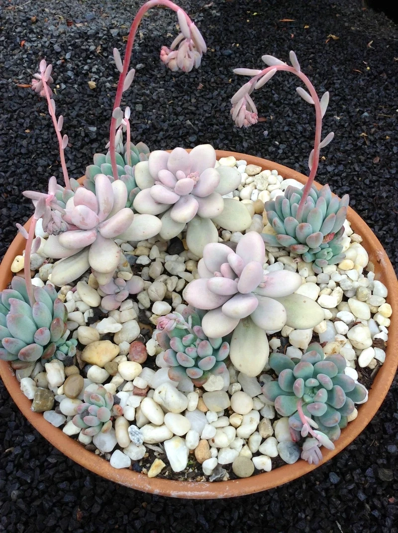 Sưu tầm cây độc đáo nhờ cây mọng nước sưu tầm