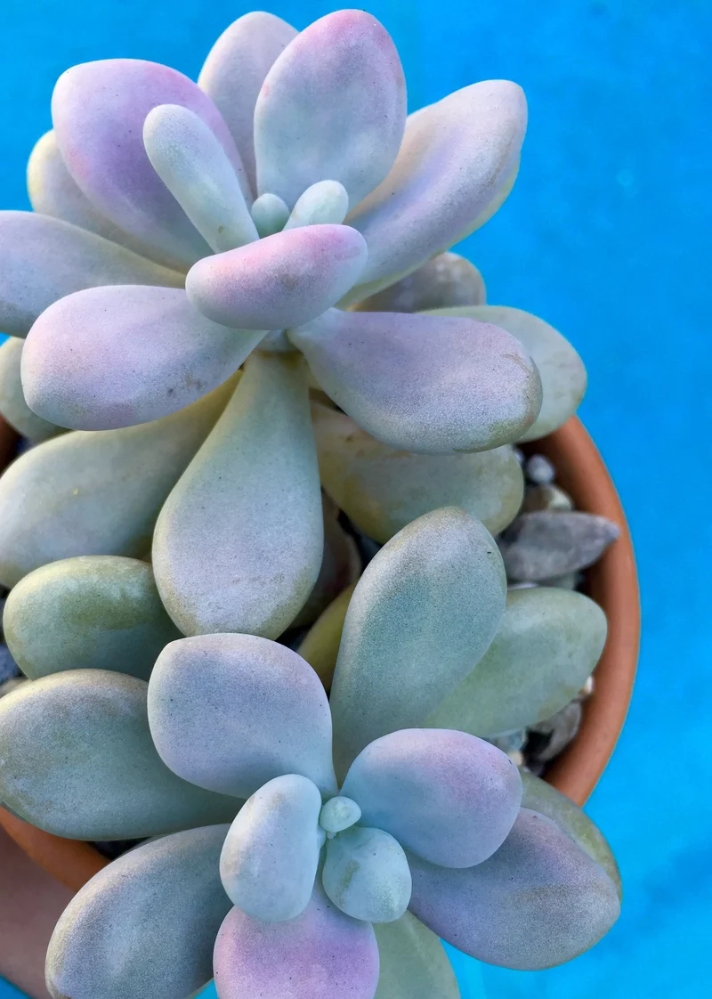 Chia sẻ khoảnh khắc xanh trên cây mọng nước instagram