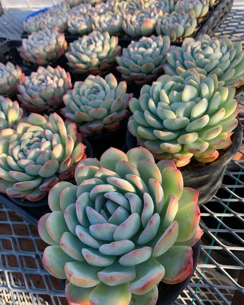 Hình ảnh sống động nhờ cây mọng nước 4k