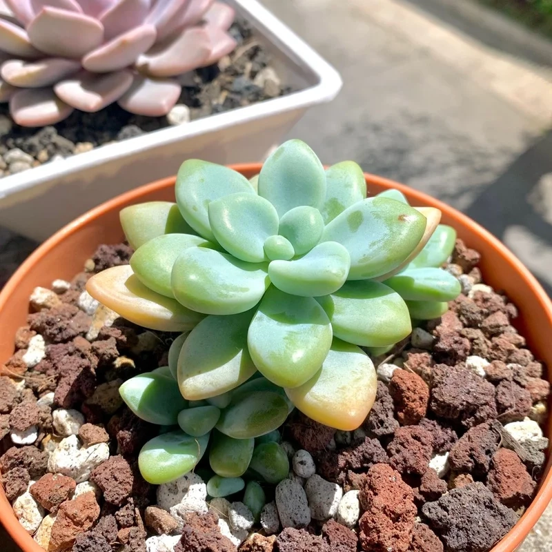 Trải nghiệm vẻ đẹp độc đáo của cây mọng nước đà lạt