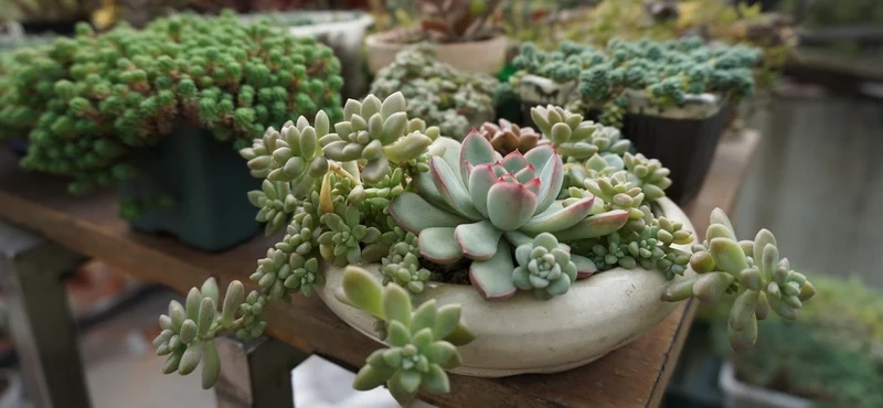 Thêm sắc xanh tươi mát với ảnh Cây mọng nước