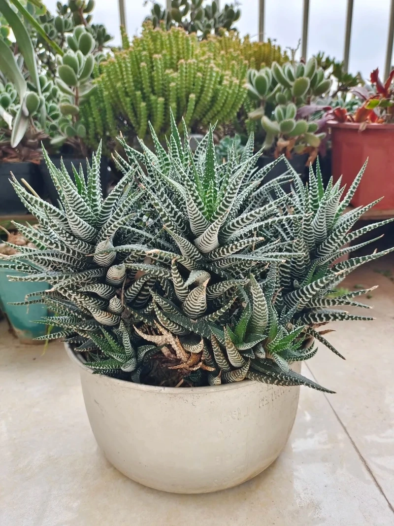 Cây móng rồng để bàn tạo điểm nhấn cá tính