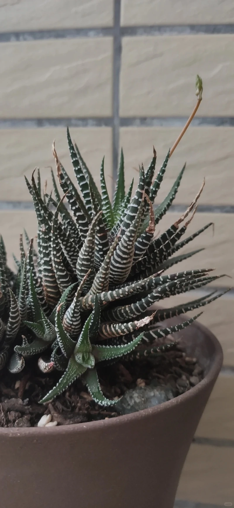 Cây móng rồng mini nhỏ gọn dễ bố trí