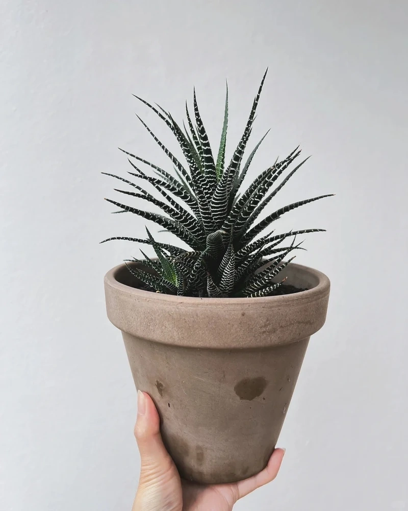 Cây móng rồng cảnh mang vẻ đẹp mạnh mẽ tự nhiên