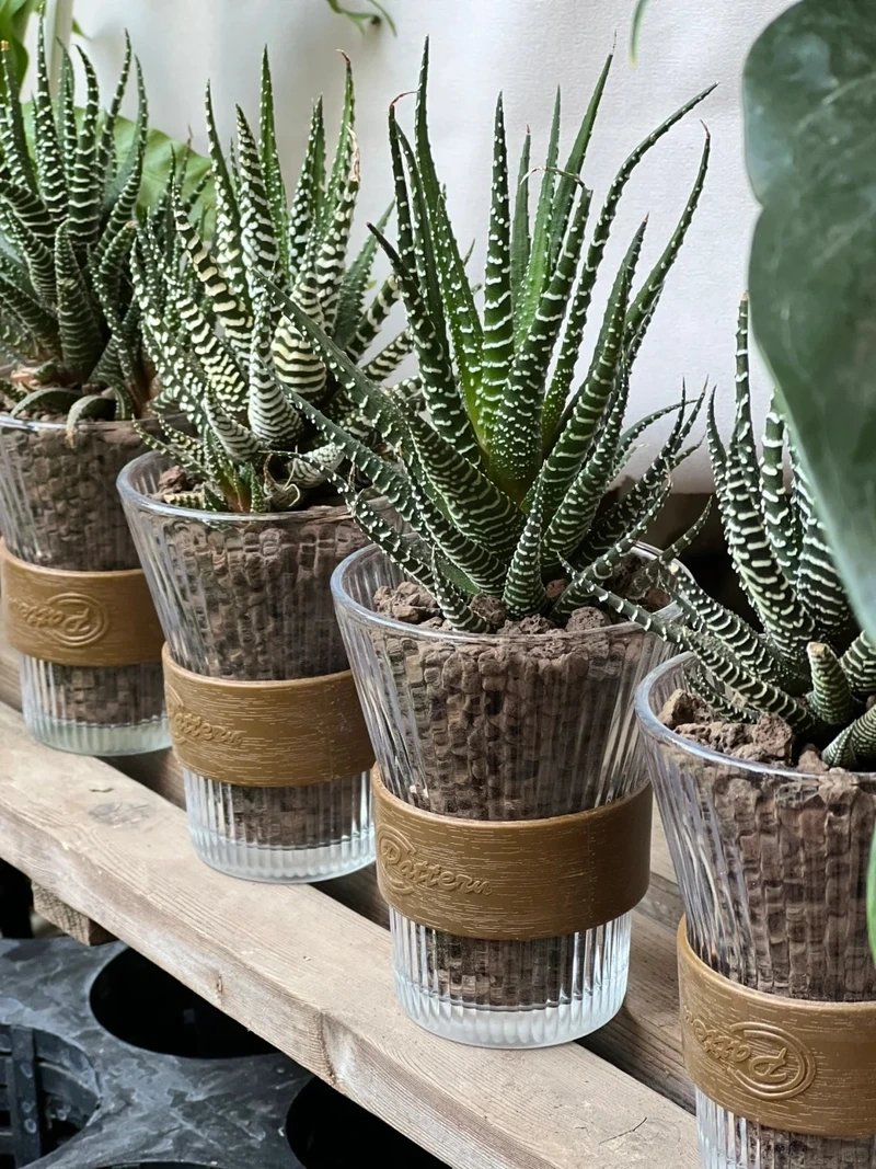 Cây móng rồng phong thủy thu hút năng lượng tích cực