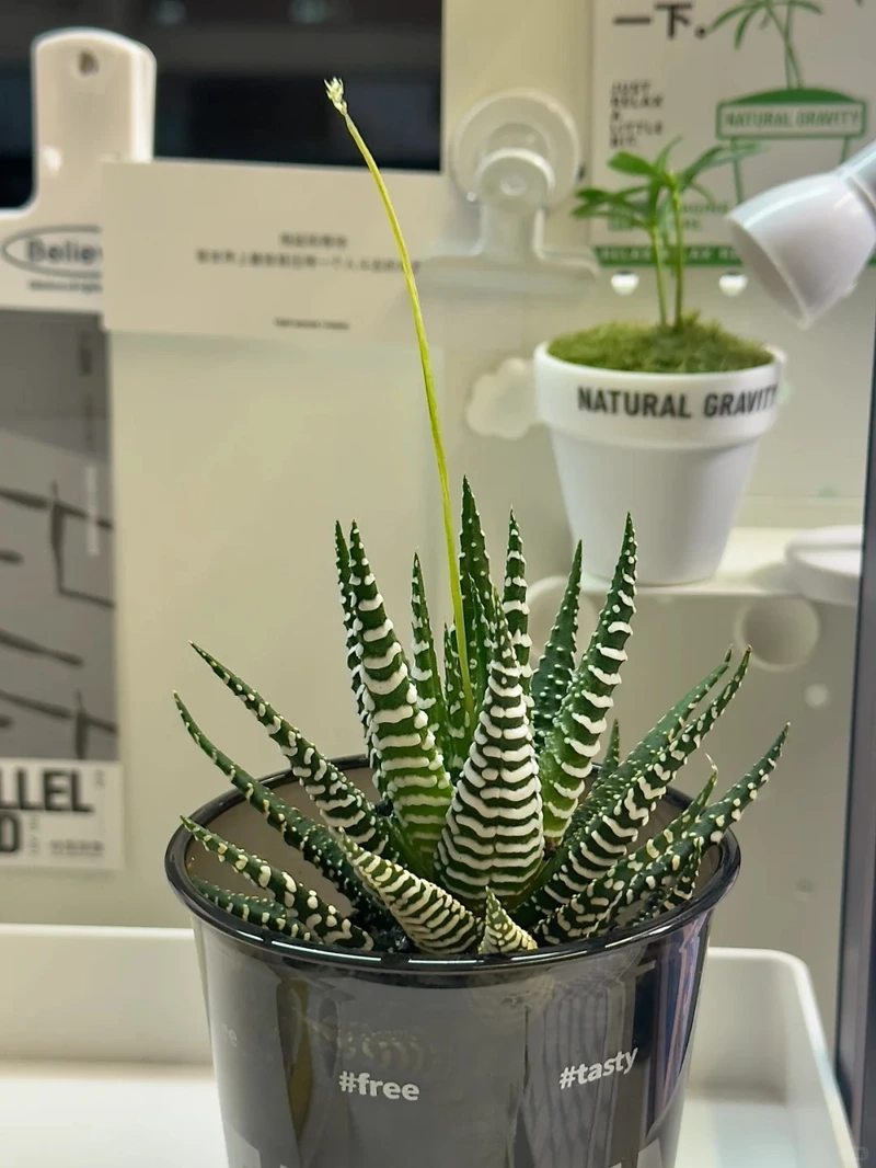 Cây móng rồng trong nhà phù hợp nhiều không gian