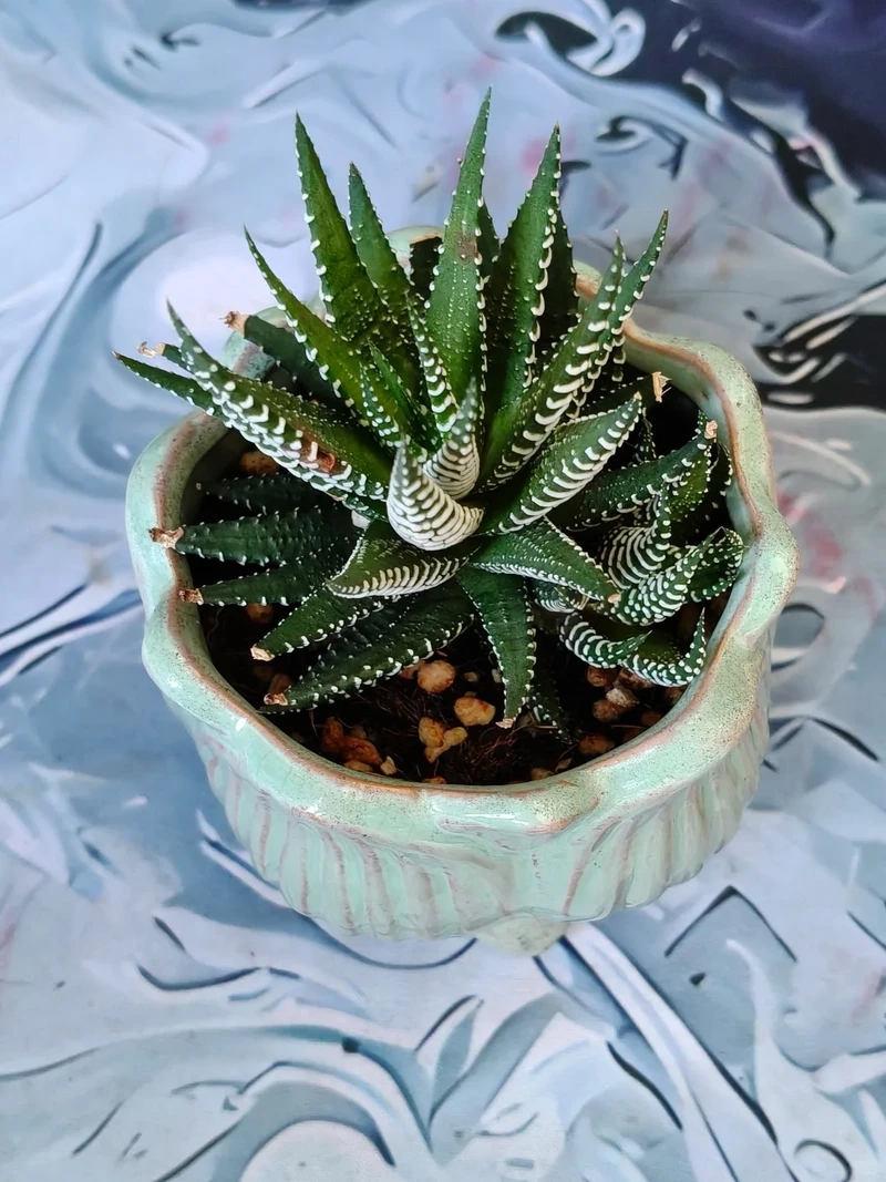 Cây móng rồng chậu nhỏ gọn gàng dễ chăm