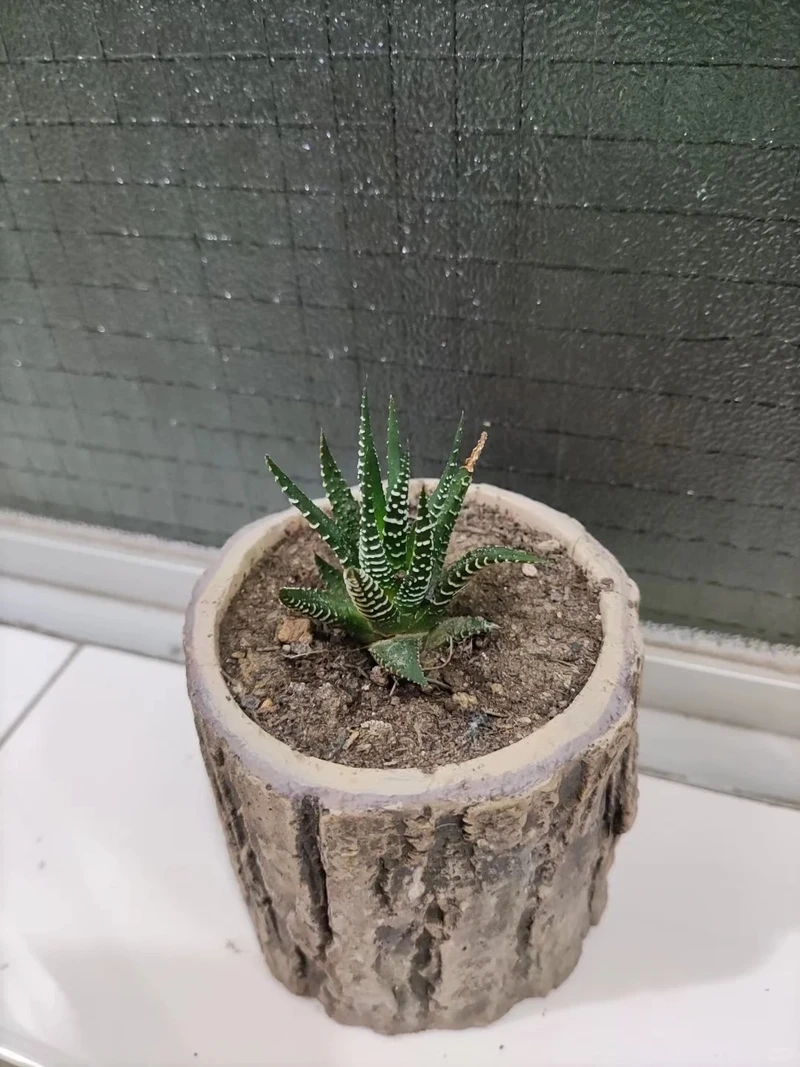 Cây móng rồng dễ chăm sóc hợp người bận rộn