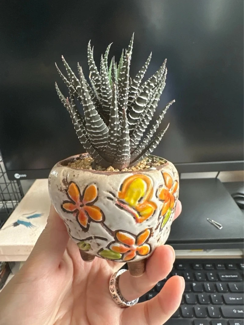 Cây móng rồng để phòng khách tạo nét mạnh mẽ