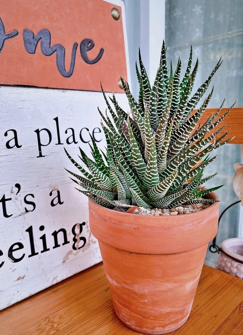 Cây móng rồng xanh đẹp mang sức sống bền lâu