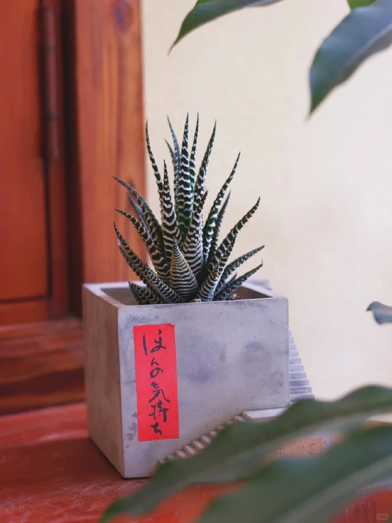 Cây móng rồng làm quà tặng độc đáo ý nghĩa