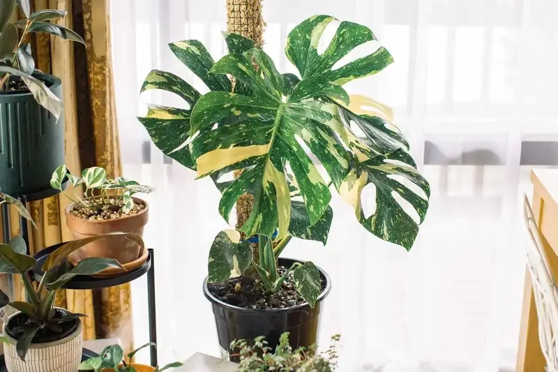 phân biệt các loại Monstera phổ biến
