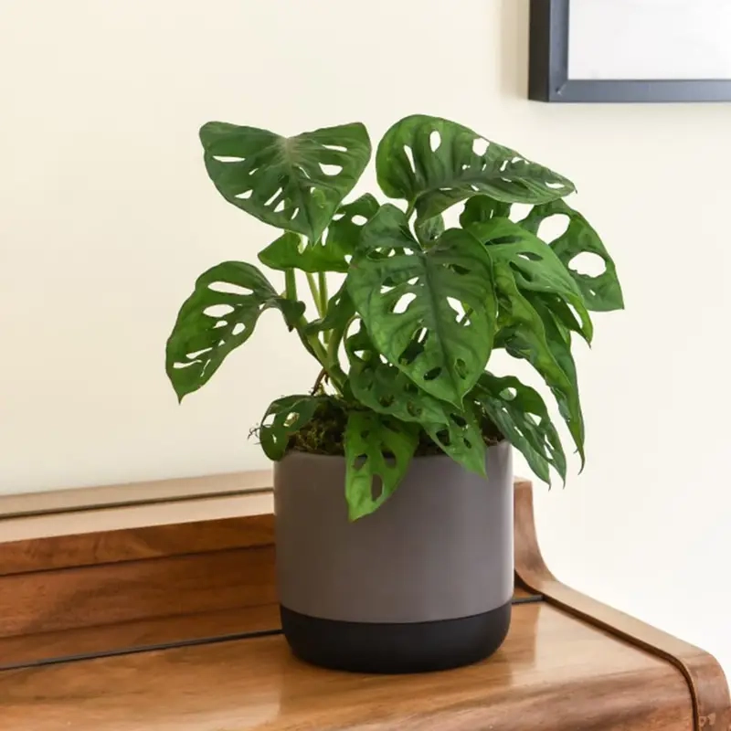Monstera phù hợp ánh sáng nào