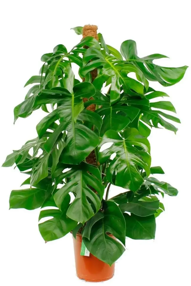 cách trồng cây Monstera trong chậu