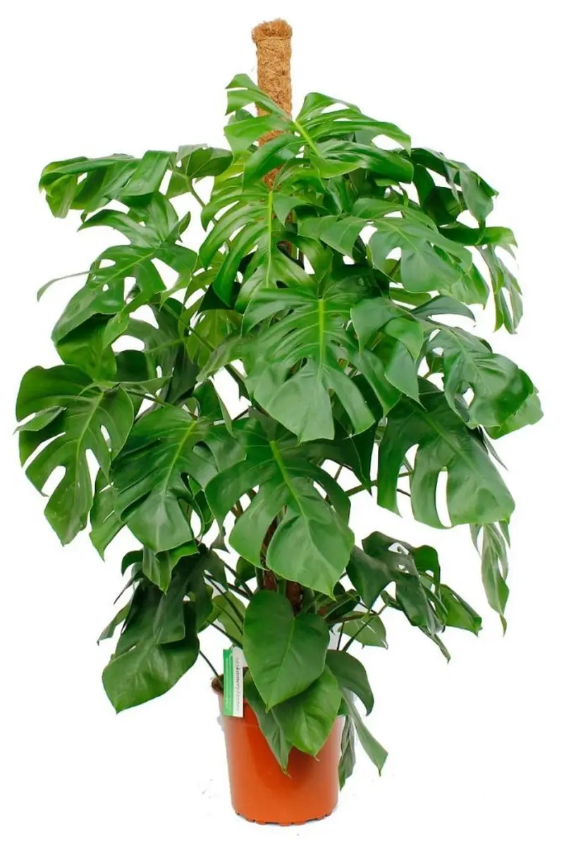 nhân giống cây Monstera tại nhà