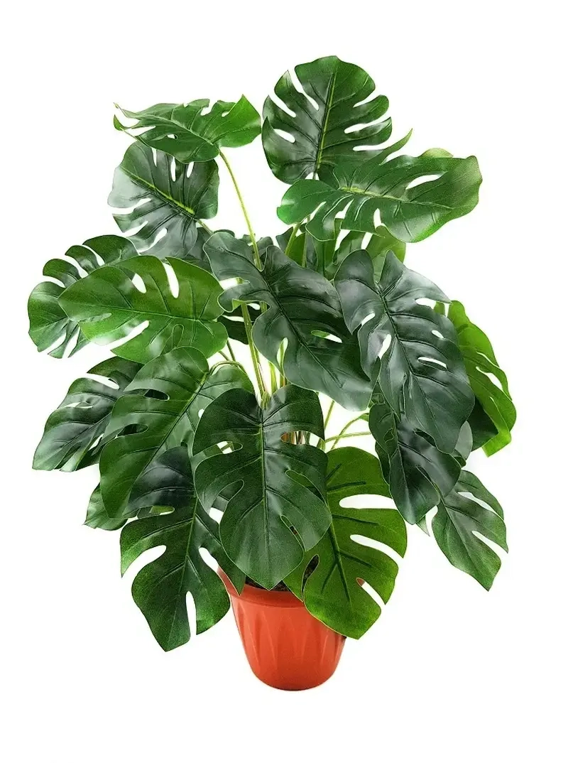 Cây Monstera dễ chăm sóc phù hợp không gian