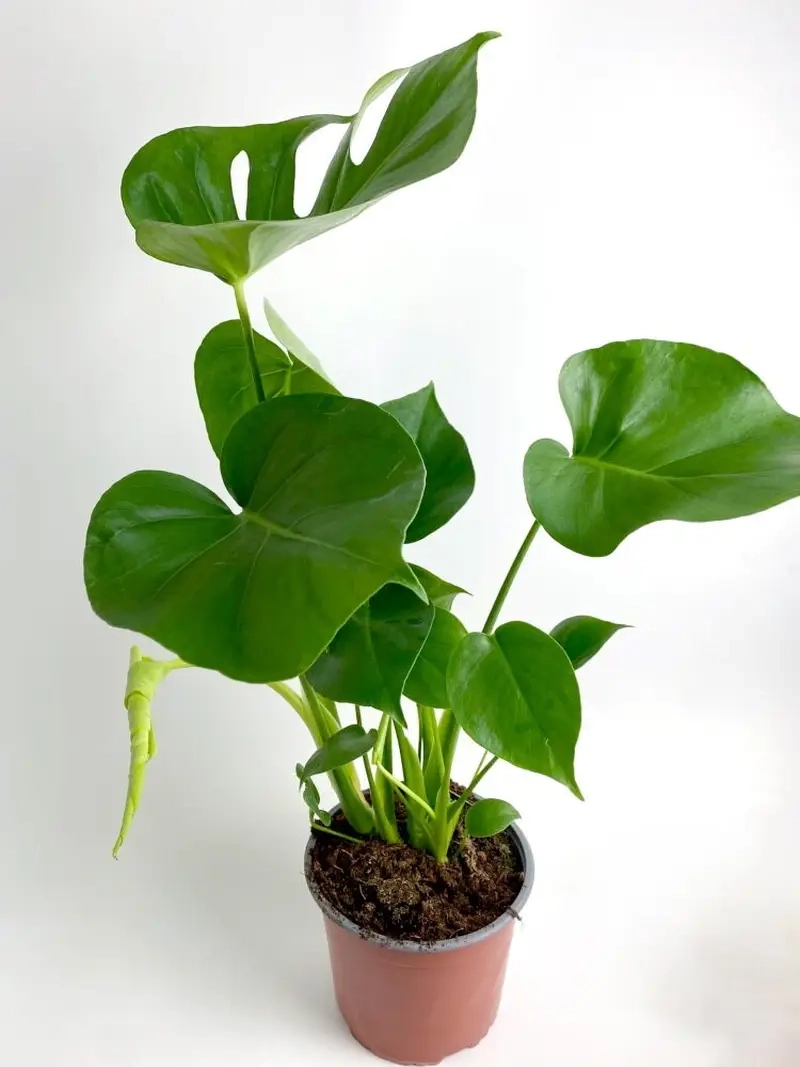 Cây Monstera tạo điểm nhấn xanh cho ngôi nhà