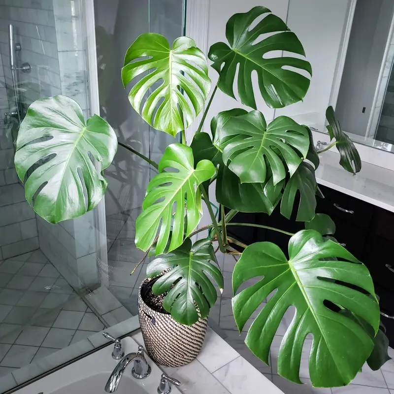 Cây Monstera tượng trưng may mắn và phát triển