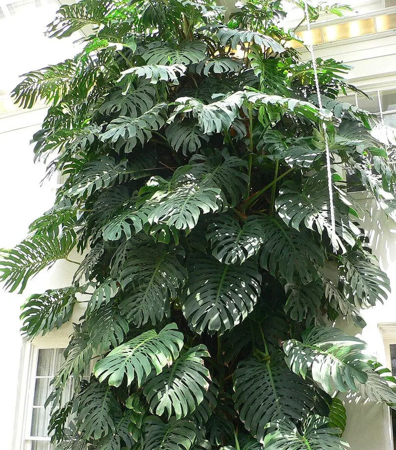 Cây Monstera dễ trồng thích hợp nhiều không gian