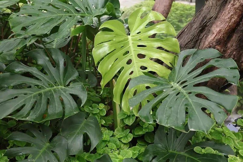 trồng monstera trong nhà