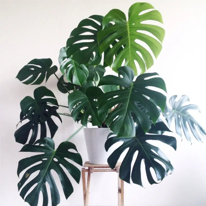 Cây Monstera phát triển tốt với đất tơi xốp