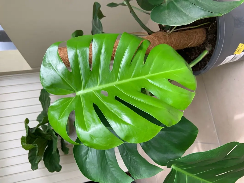 Cây Monstera hợp nhiều mệnh theo phong thủy