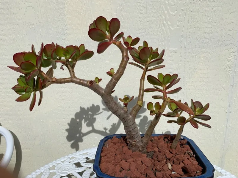 Nơi bán cây ngọc bích đẹp giá tốt cho người mới chơi