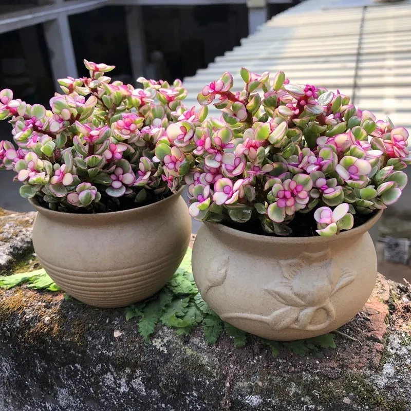 Hình ảnh cây hoa ngọc bích hiếm gặp đầy cuốn hút