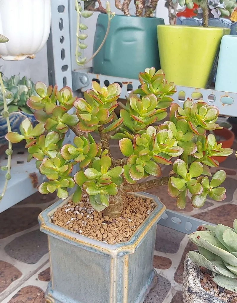 Dáng cây ngọc bích bonsai tinh tế hợp bàn làm việc