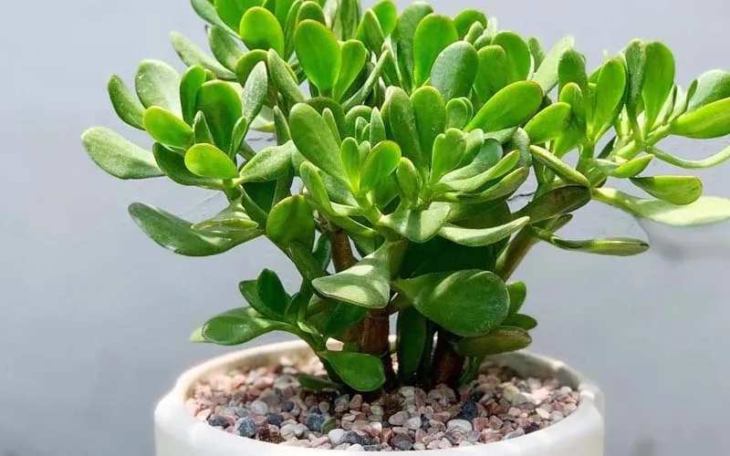 Tham khảo giá cây ngọc bích phổ biến trên thị trường