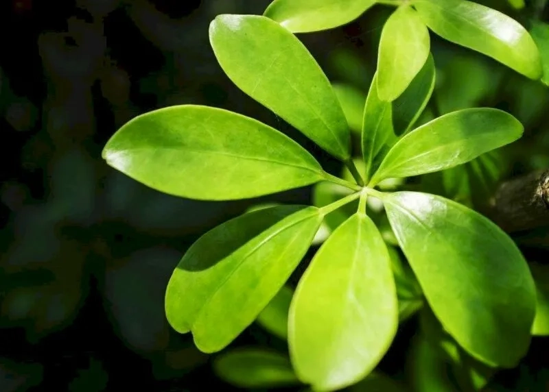 Vẻ nghệ thuật cuốn hút từ cây ngũ gia bì bonsai để bàn