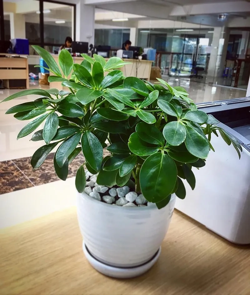 Không gian kín vẫn xanh nhờ cây ngũ gia bì trong nhà