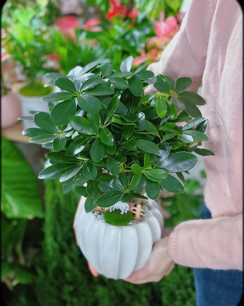 Nhân giống đơn giản giúp cây ngũ gia bì phát triển khỏe