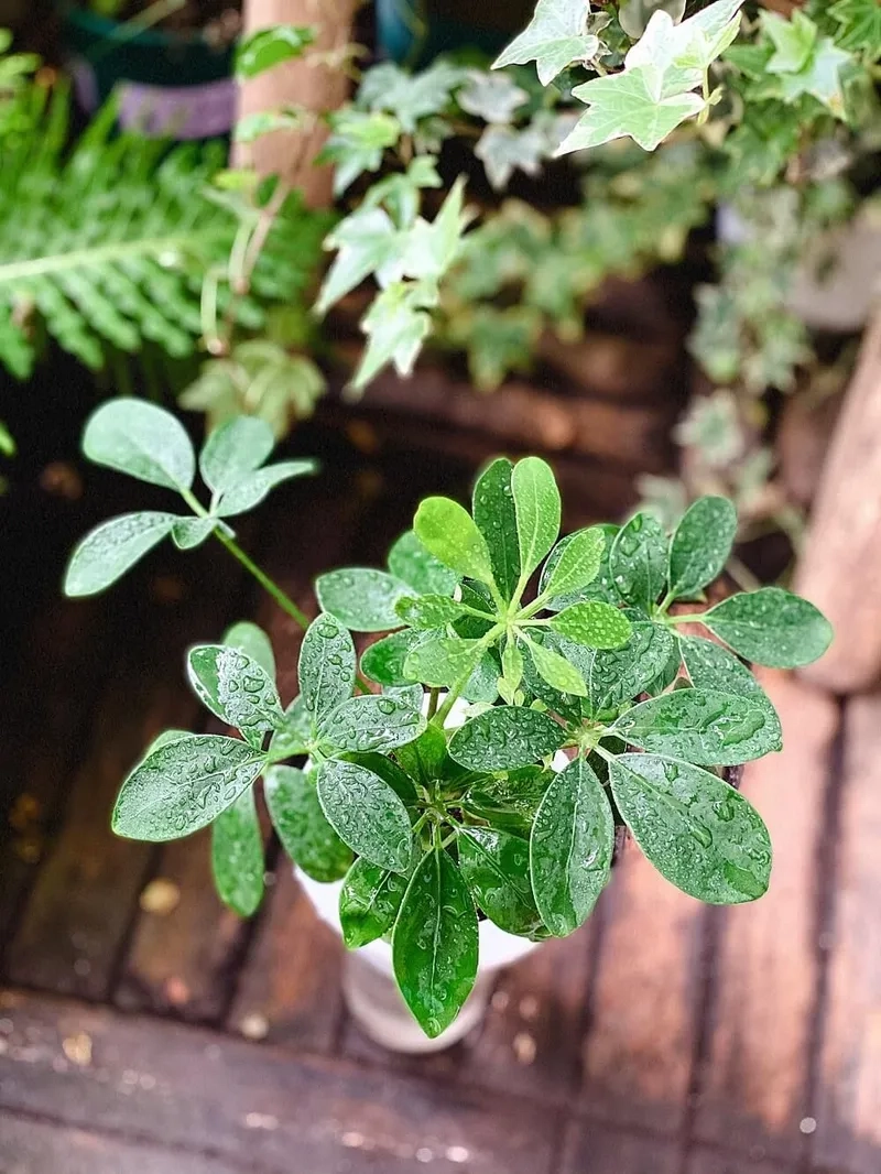 Khoảnh khắc hiếm thấy khi cây ngũ gia bì ra hoa