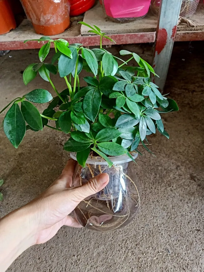 Tham khảo hợp lý trước khi mua cây ngũ gia bì