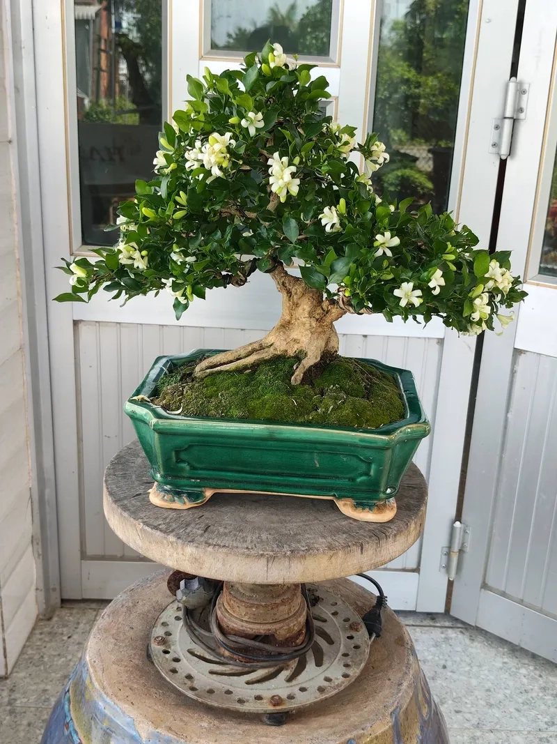 Mẹo chăm sóc nguyệt quế trong chậu