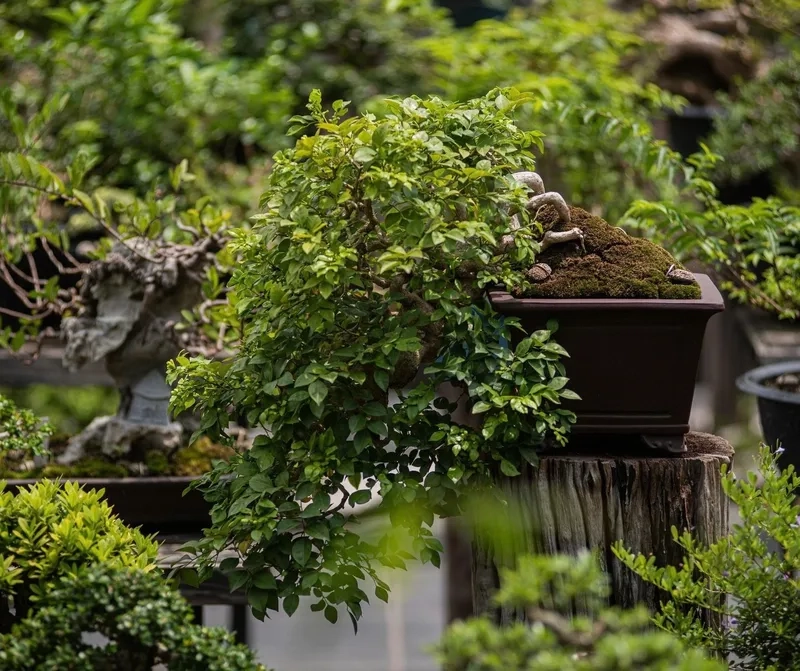 Mẫu nguyệt quế bonsai đẹp nhất